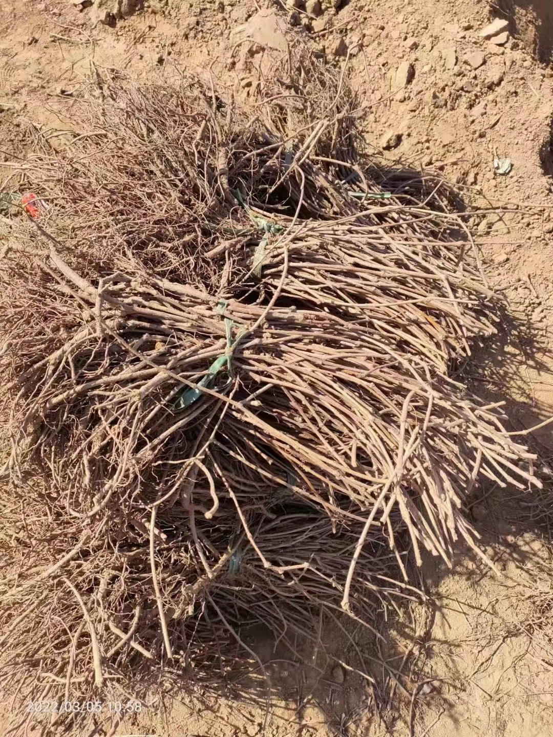 五葉地錦 有什么用途？