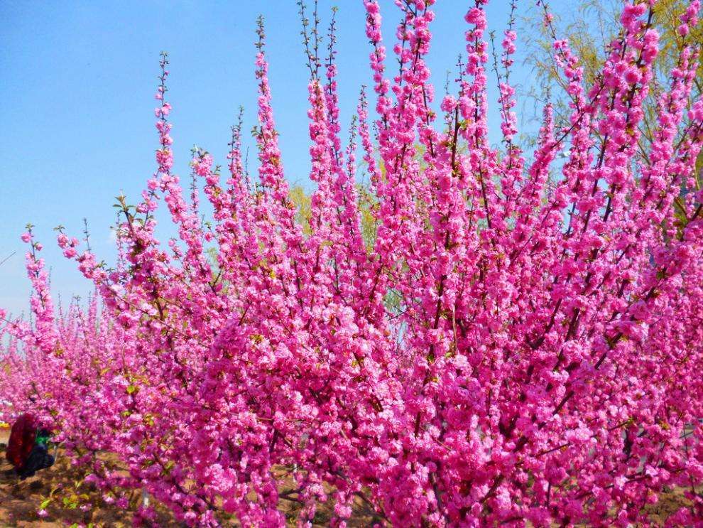 紅花麥李和榆葉梅是一種嗎