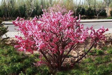 叢生榆葉梅的種植方案