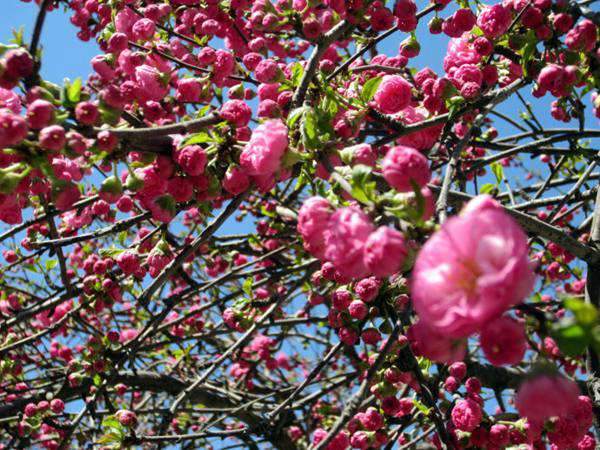 榆葉梅都有哪些品種？