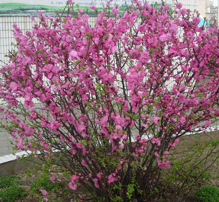 榆葉梅可以做林下木嗎