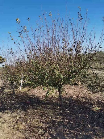 2022年河北苗圃基地發(fā)展小結(jié)