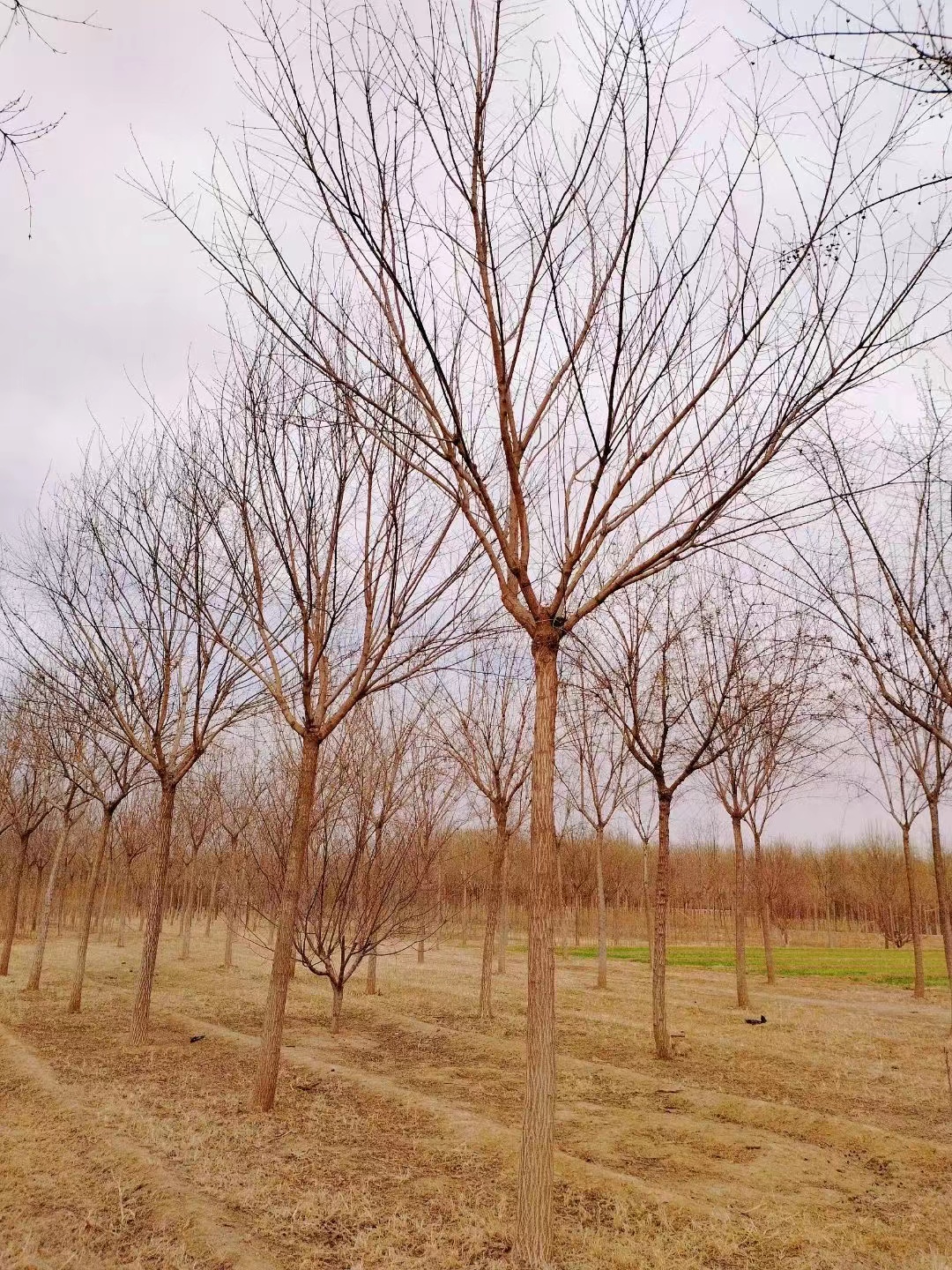 河北苗區(qū)10公分以下國槐樹存量調(diào)查報告