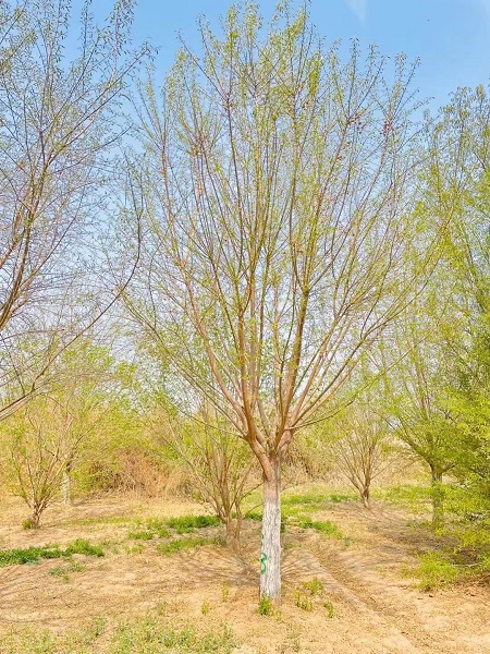 北京周邊哪里的苗木價格便宜