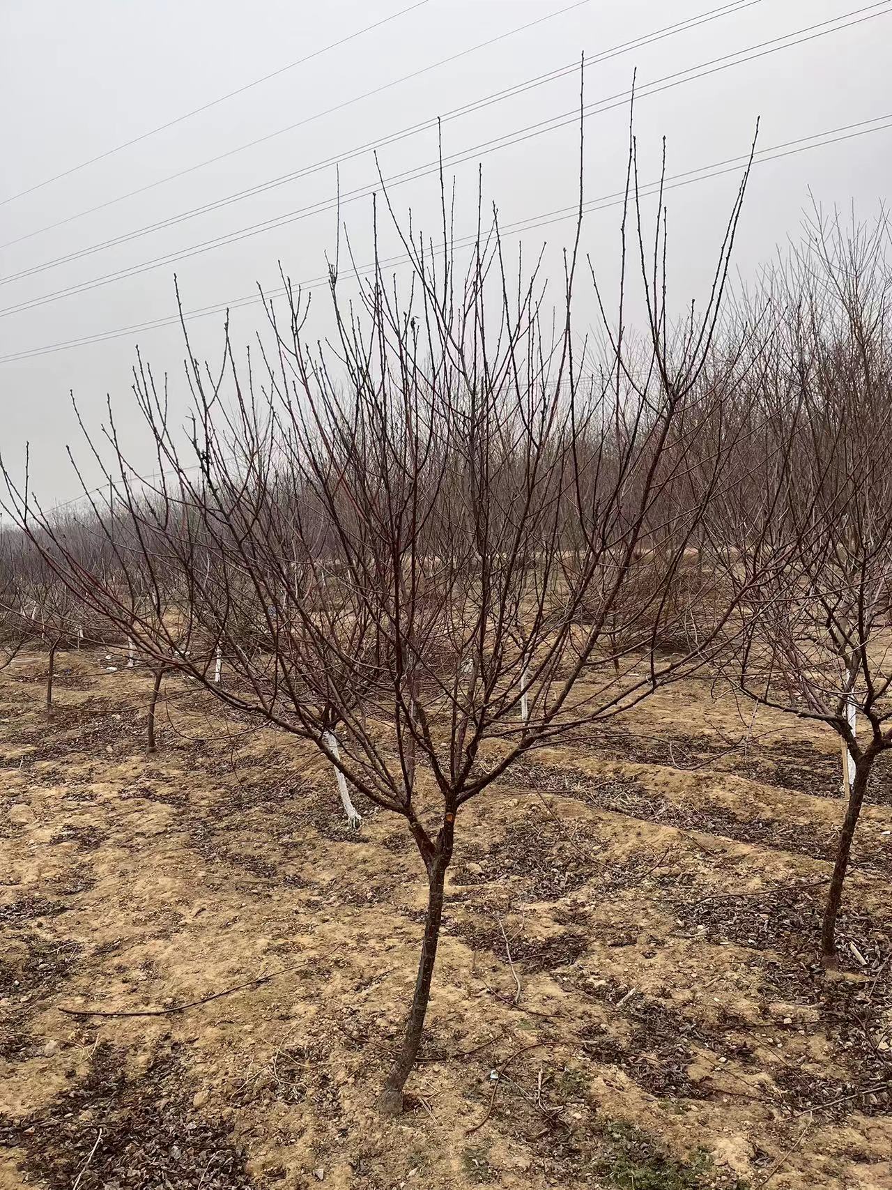 2023年秋榆葉梅行情價格