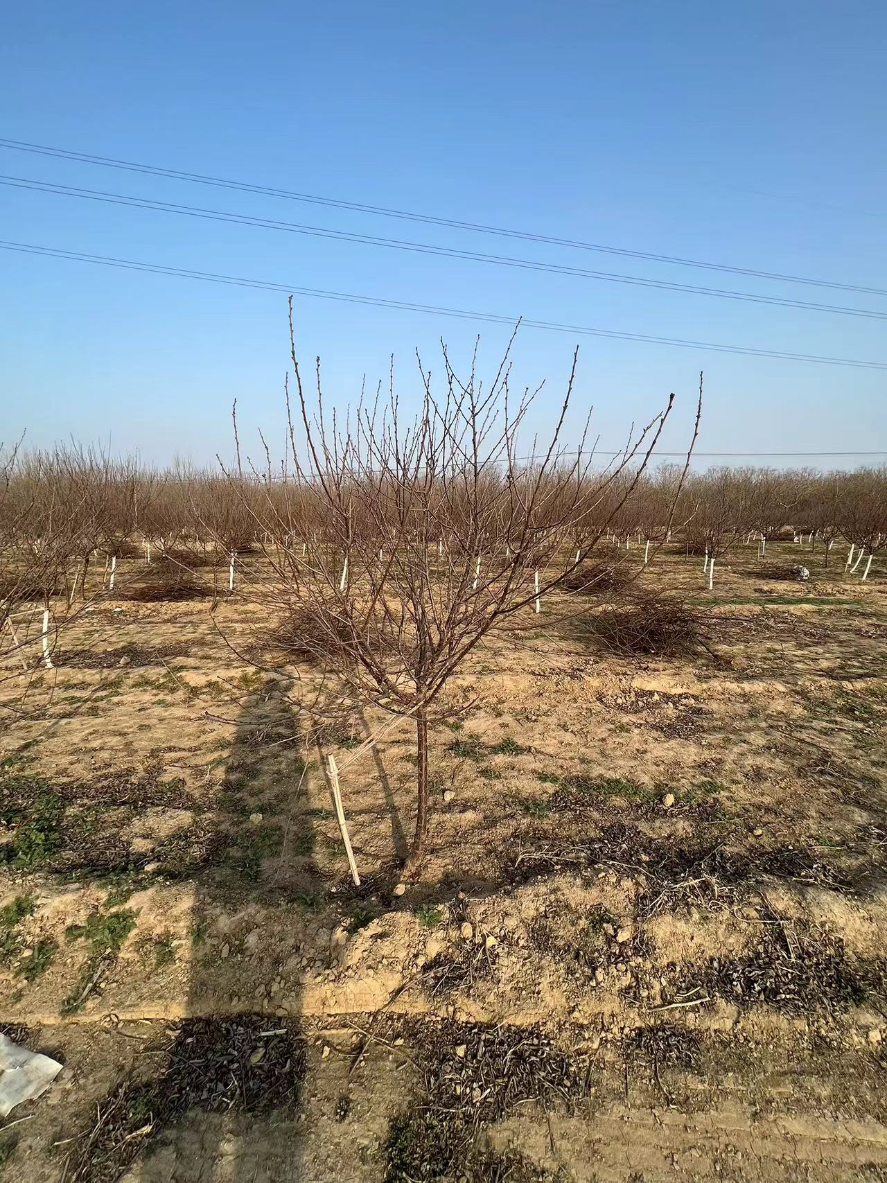 榆葉梅樹苗哪里有