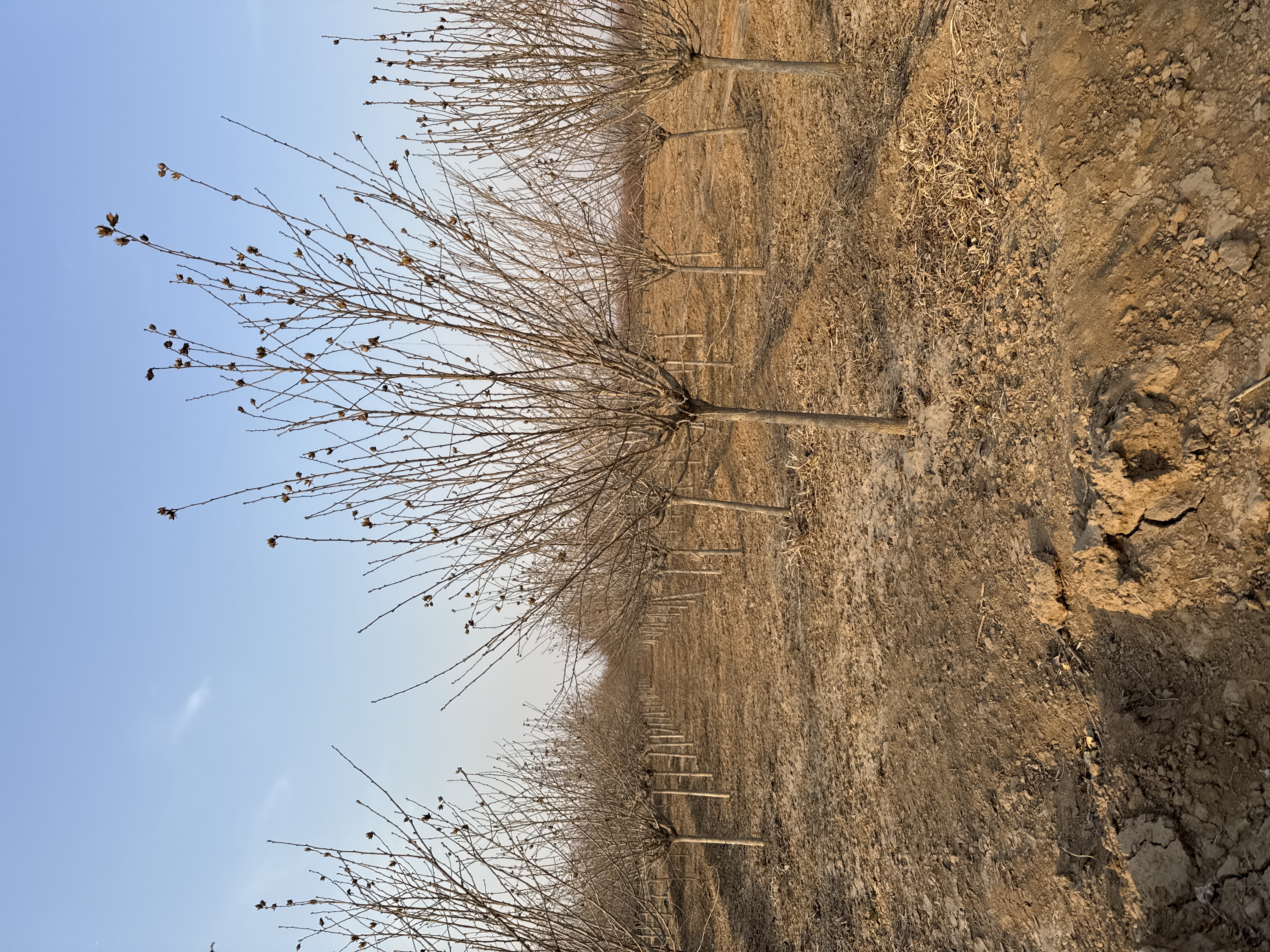 淺談木槿的花名