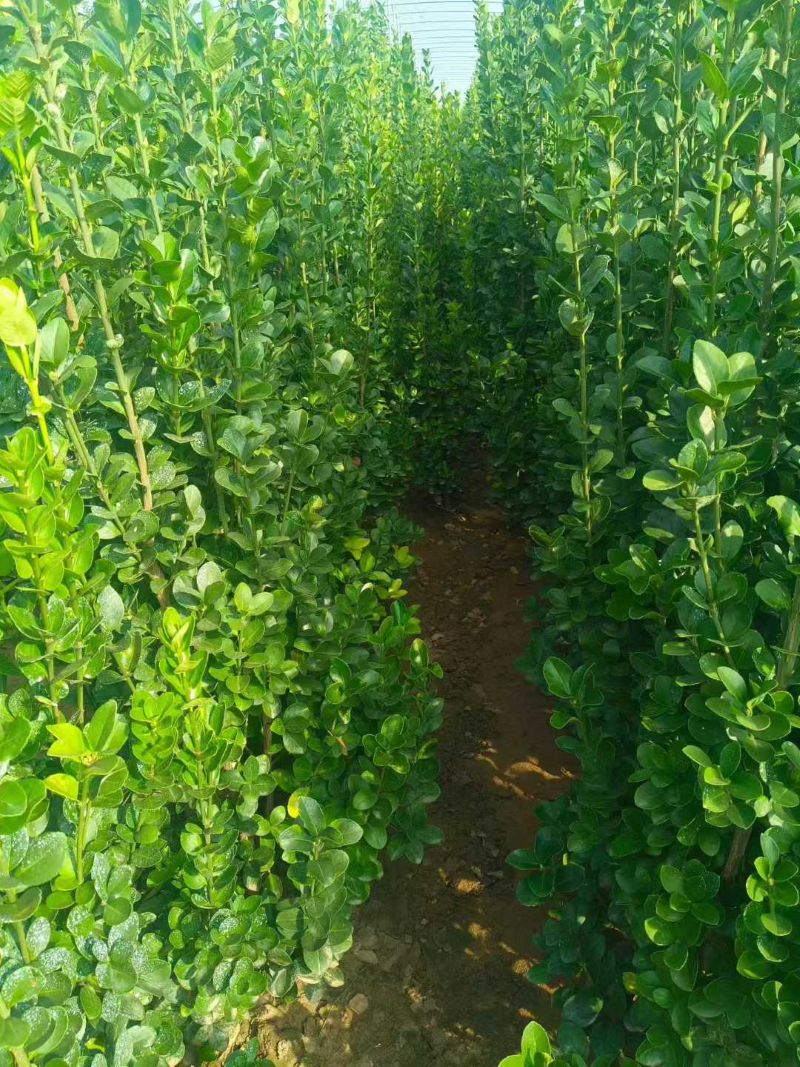 朝陽行者踏萬圃開整