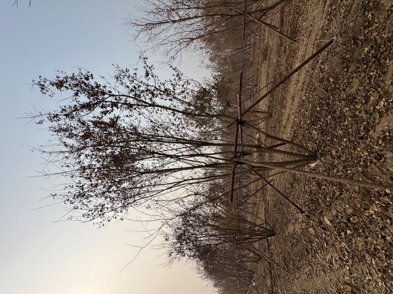 河北保定苗圃基地咋了？