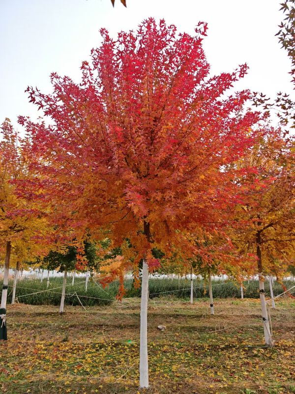 河北苗圃基地的元寶楓落葉了
